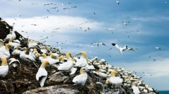 Kaj je kolonija ptic